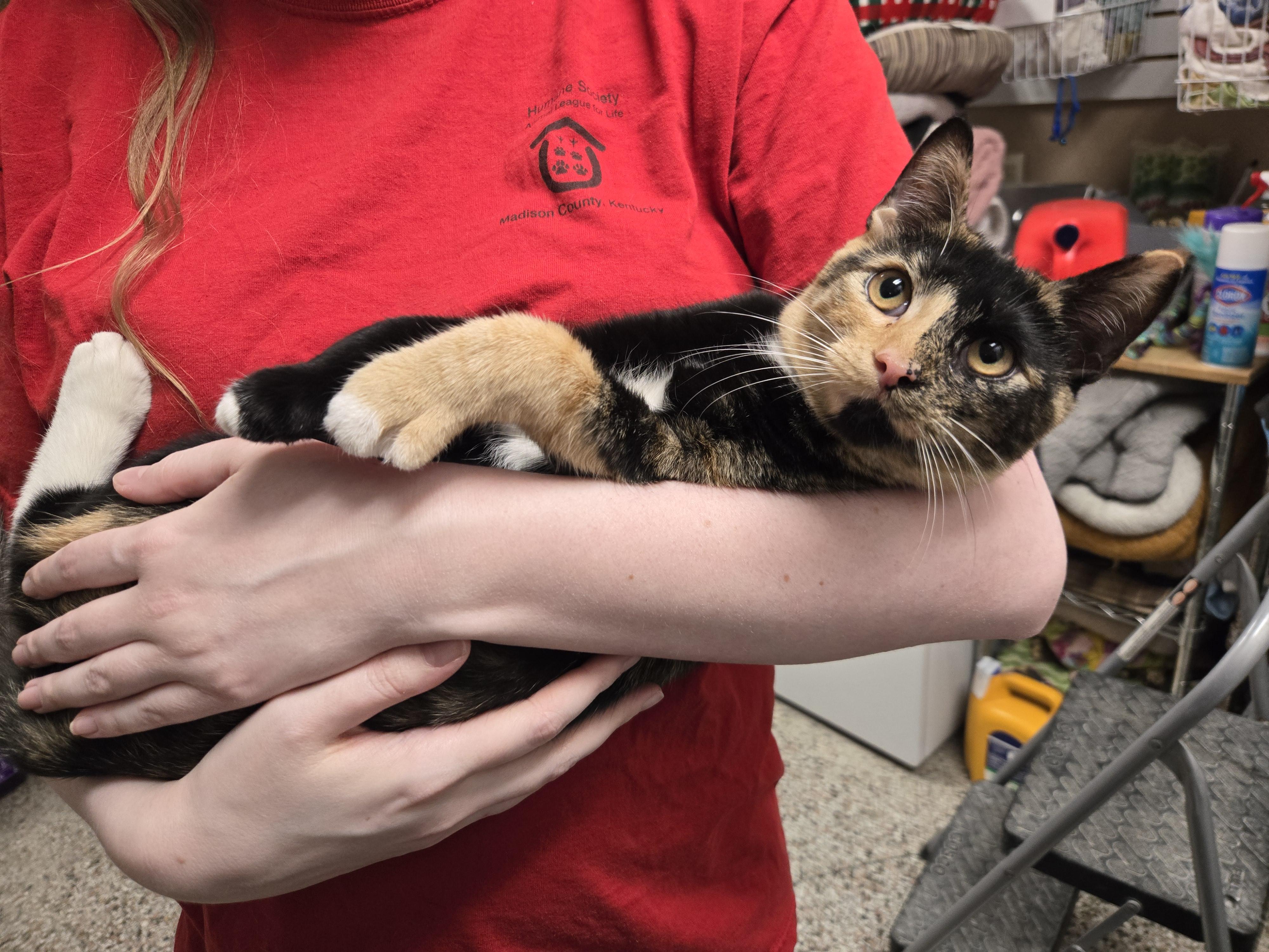 Jam, an adopted Domestic Short Hair in Richmond, KY image 6/6