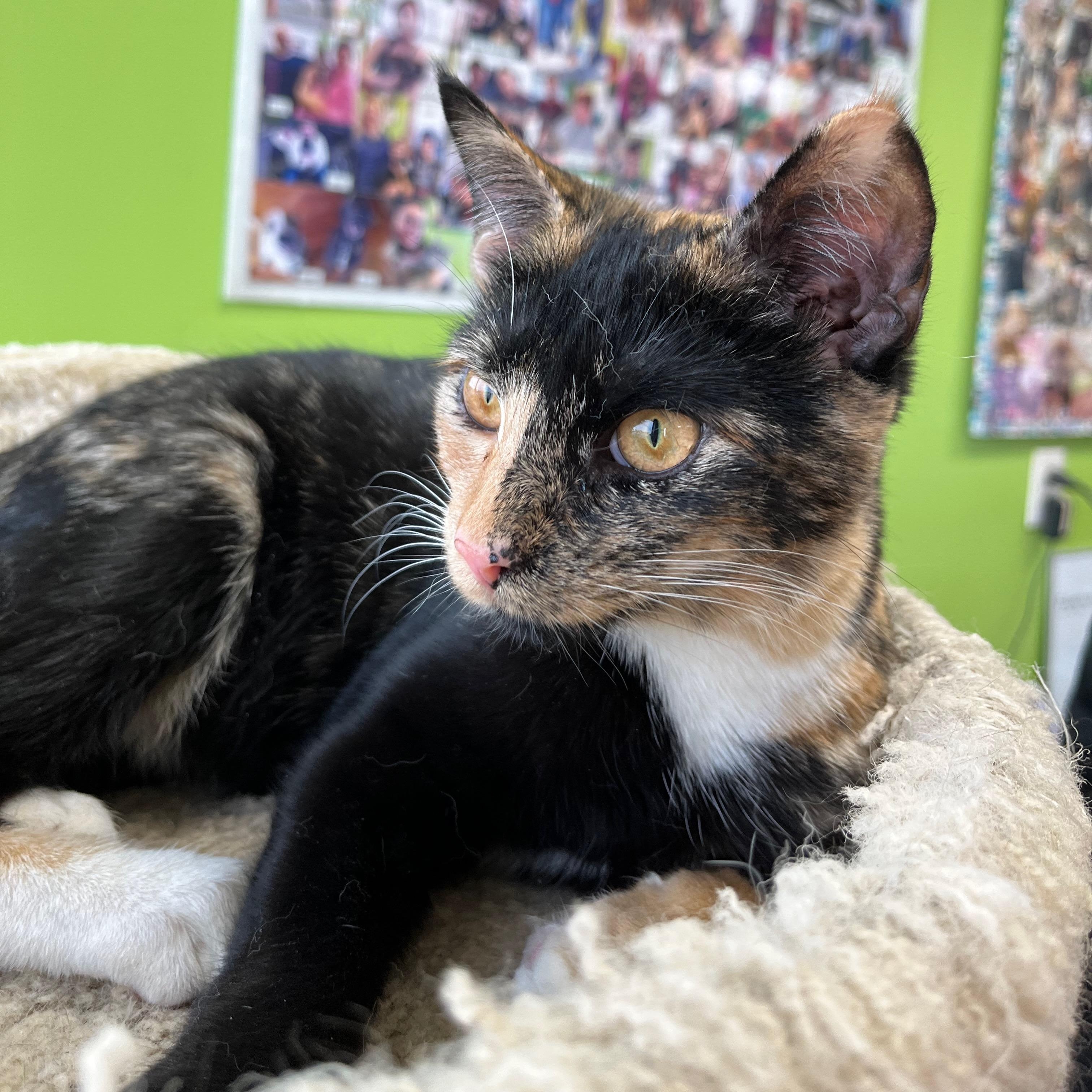 Jam, an adopted Domestic Short Hair in Richmond, KY image 1/6