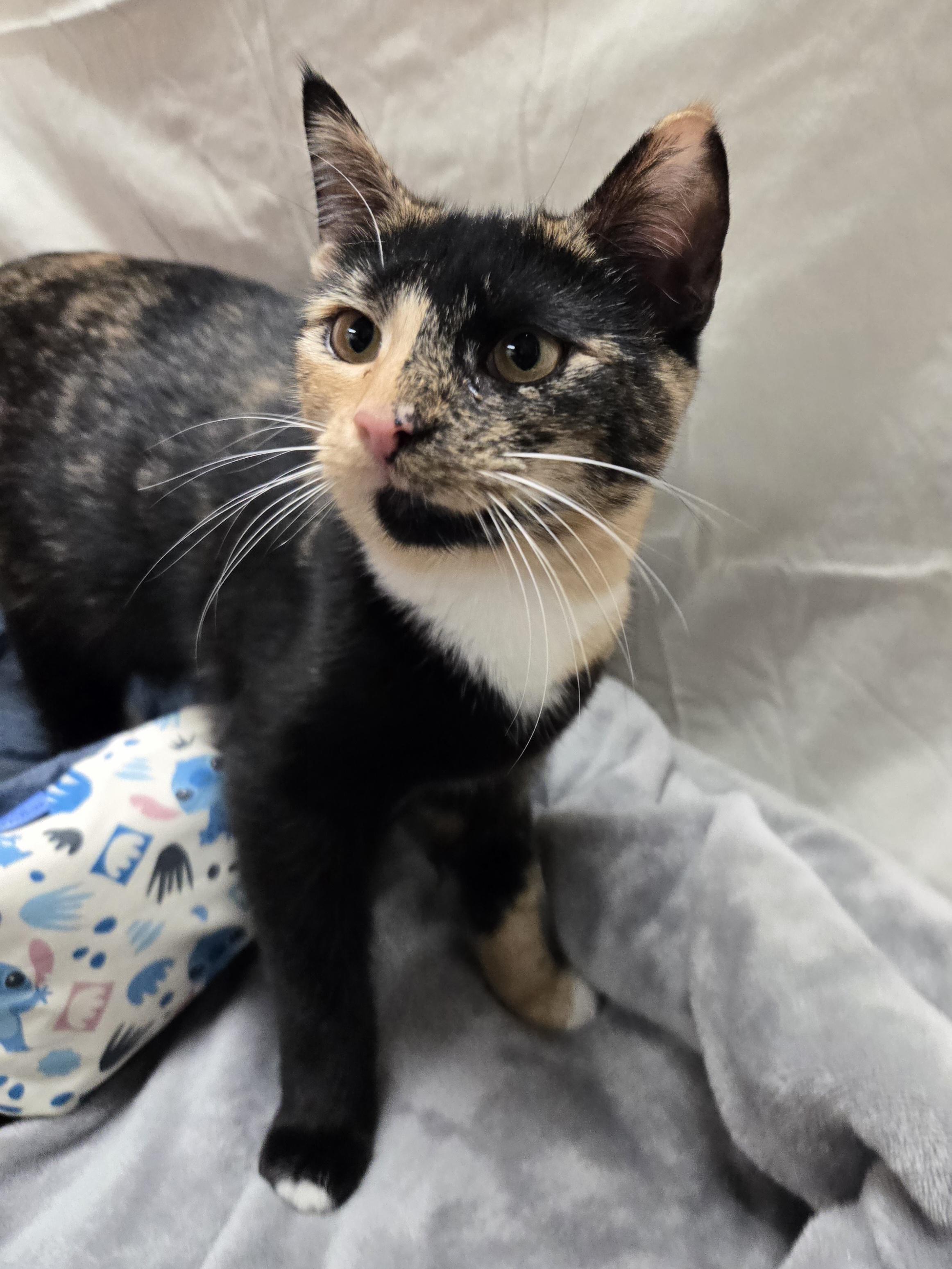 Jam, an adopted Domestic Short Hair in Richmond, KY image 4/6