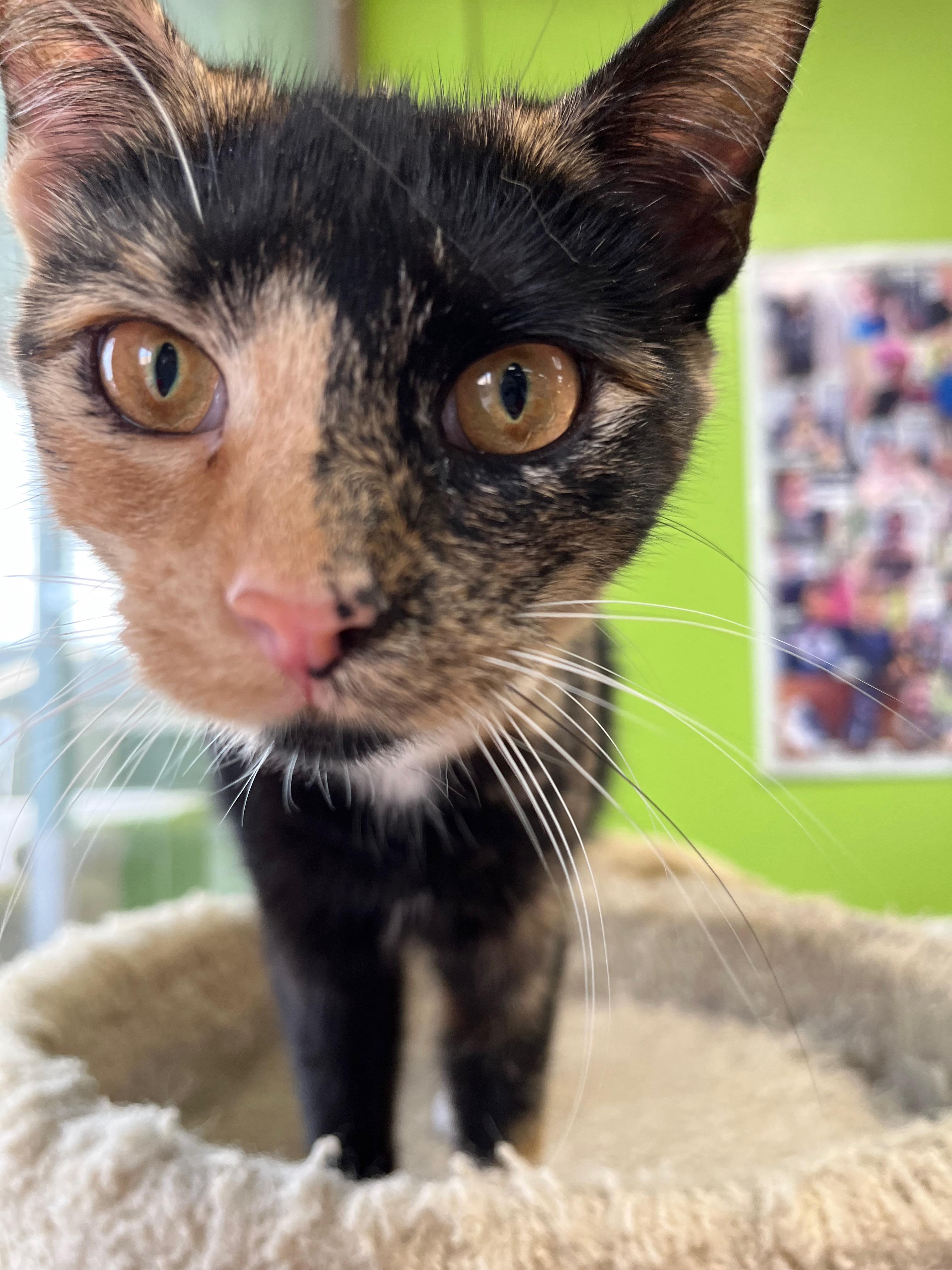 Jam, an adopted Domestic Short Hair in Richmond, KY image 2/6