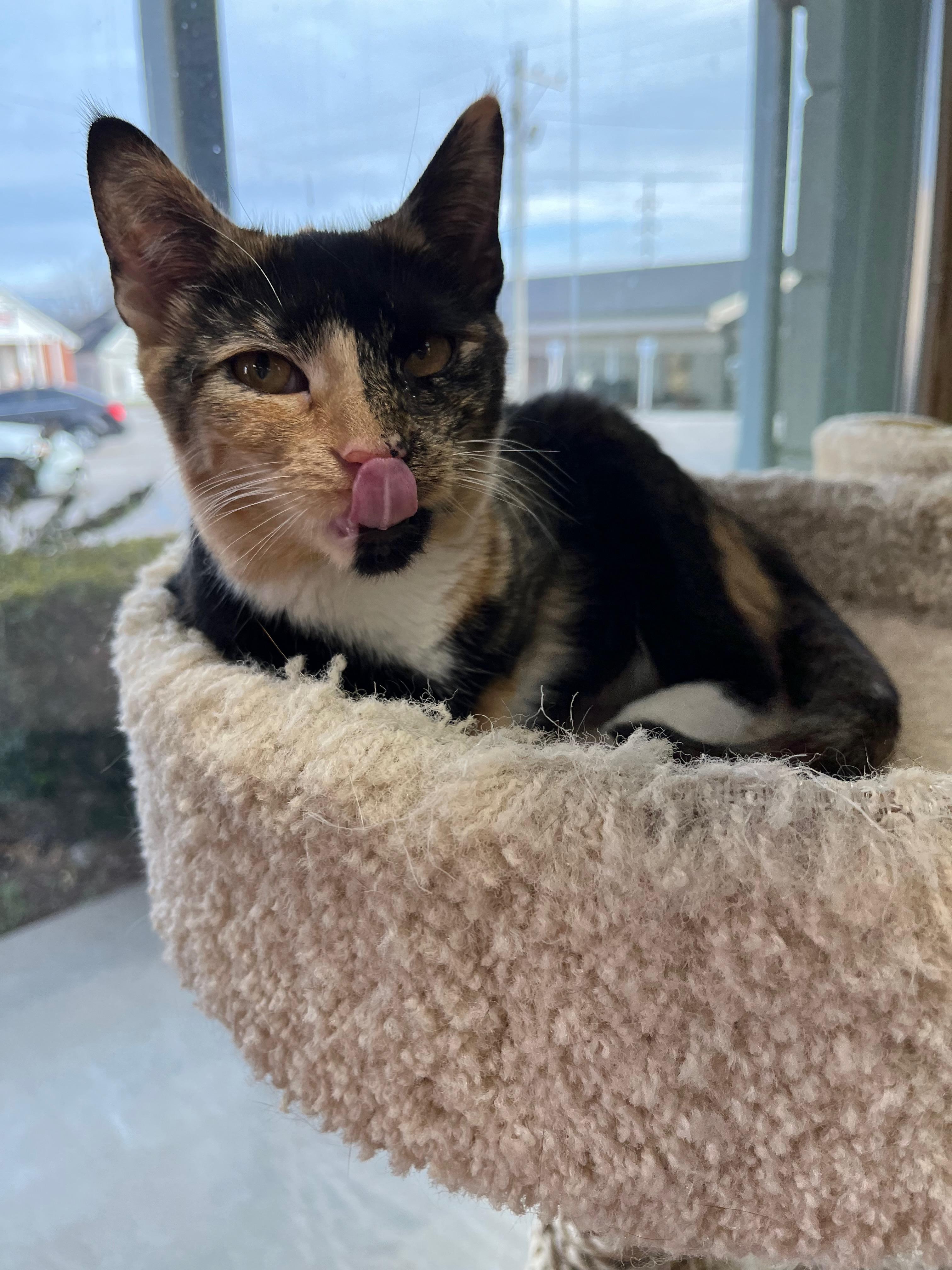 Jam, an adopted Domestic Short Hair in Richmond, KY image 3/6