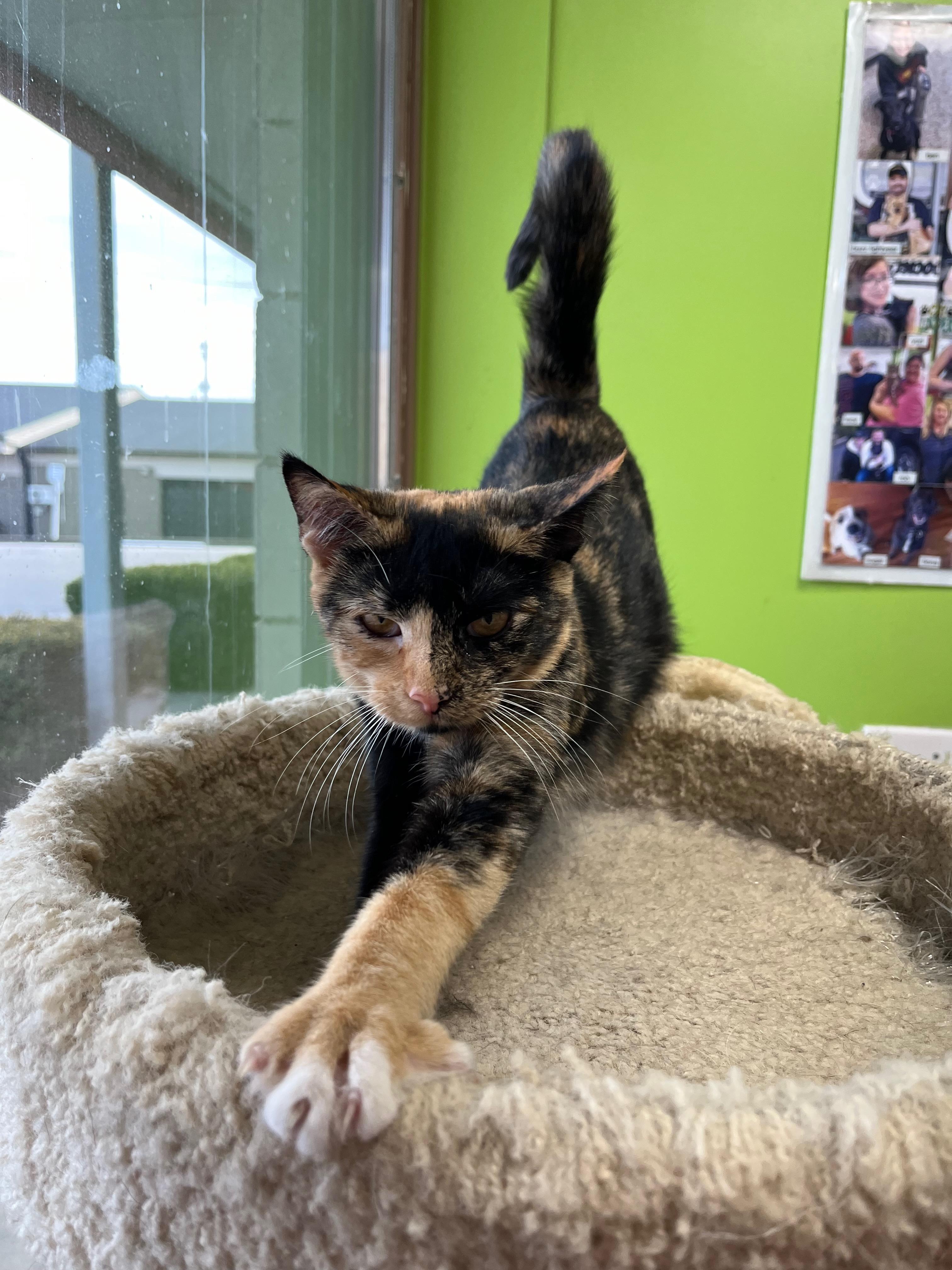 Jam, an adopted Domestic Short Hair in Richmond, KY image 5/6