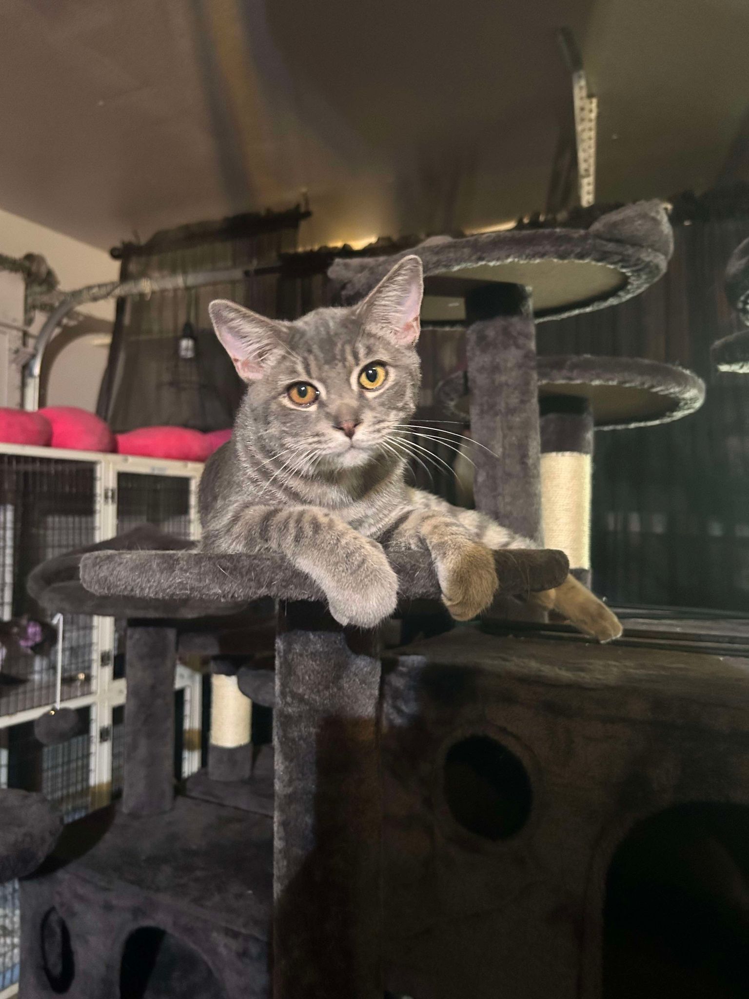 Chim - Cheroo, Baby Male Domestic Short Hair