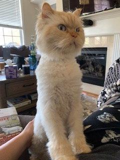 Enlarge EVEREST, a Adoptable Himalayan in Powder Springs, GA image 2/2