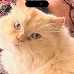 Enlarge EVEREST, a Adoptable Himalayan in Powder Springs, GA image 1/2