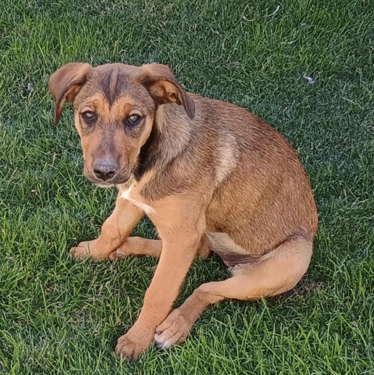 Enlarge Hattie, a Adoptable mixed breed in Washington, DC image 5/6