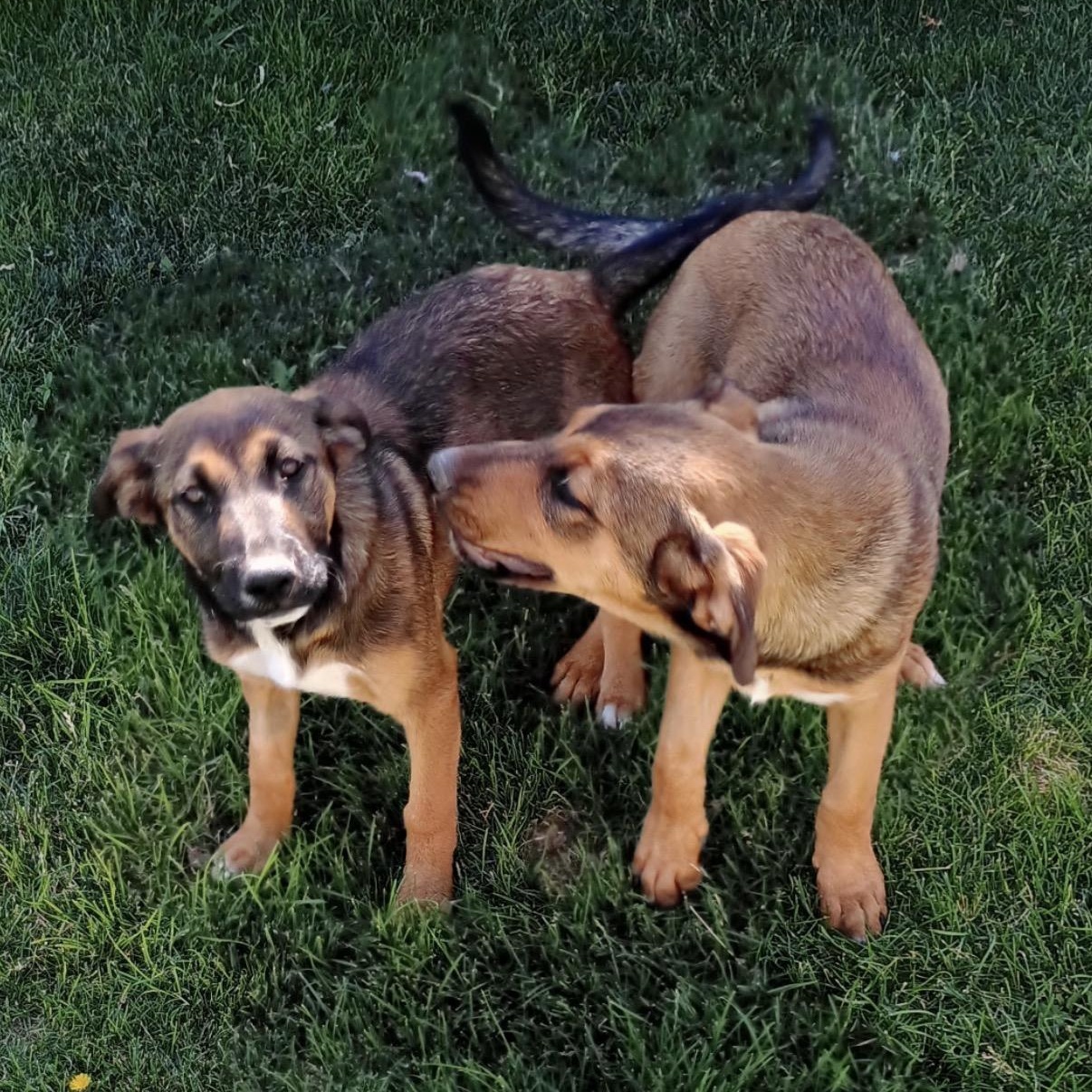 Enlarge Hattie, a Adoptable mixed breed in Washington, DC image 3/6