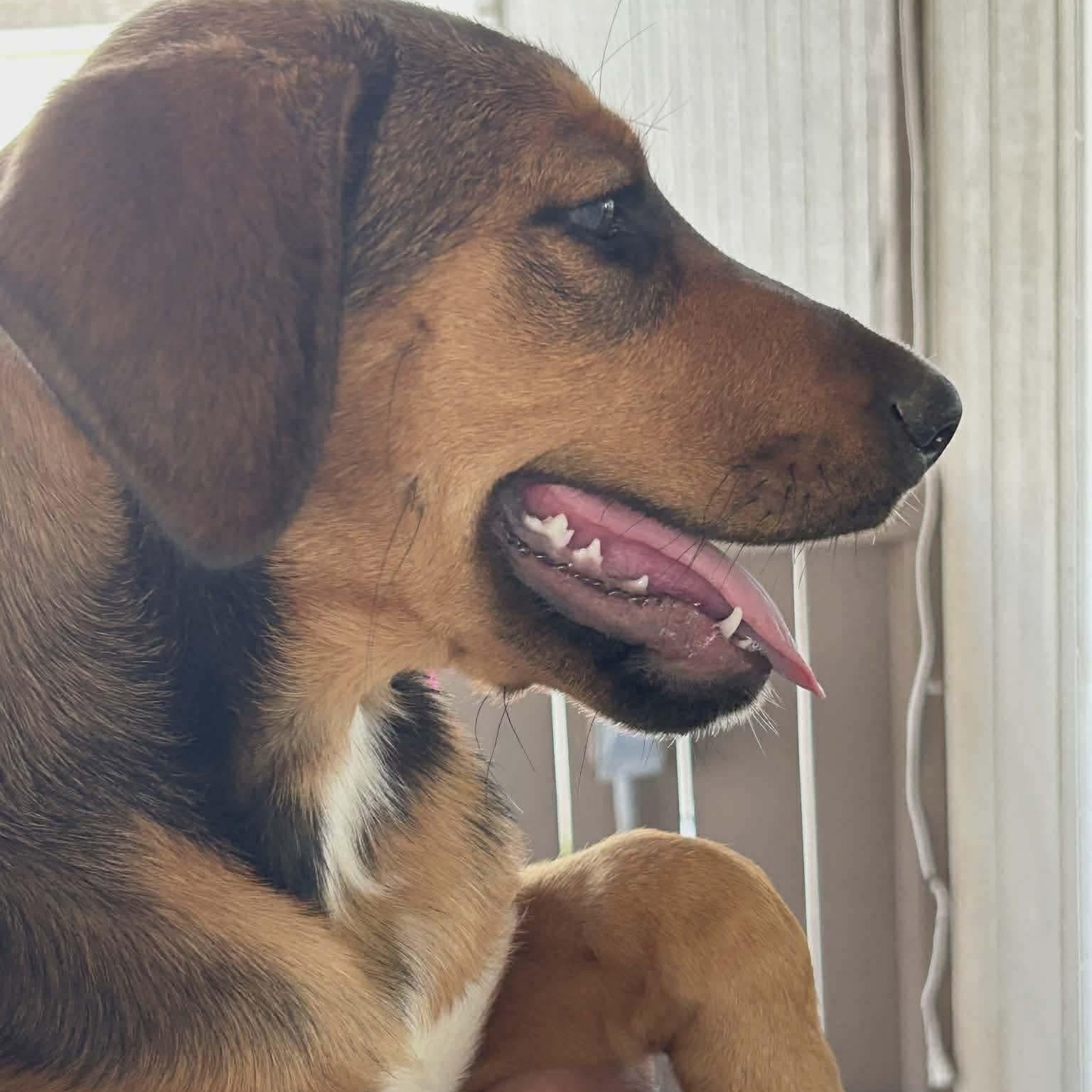 Enlarge Hattie, a Adoptable mixed breed in Washington, DC image 4/6