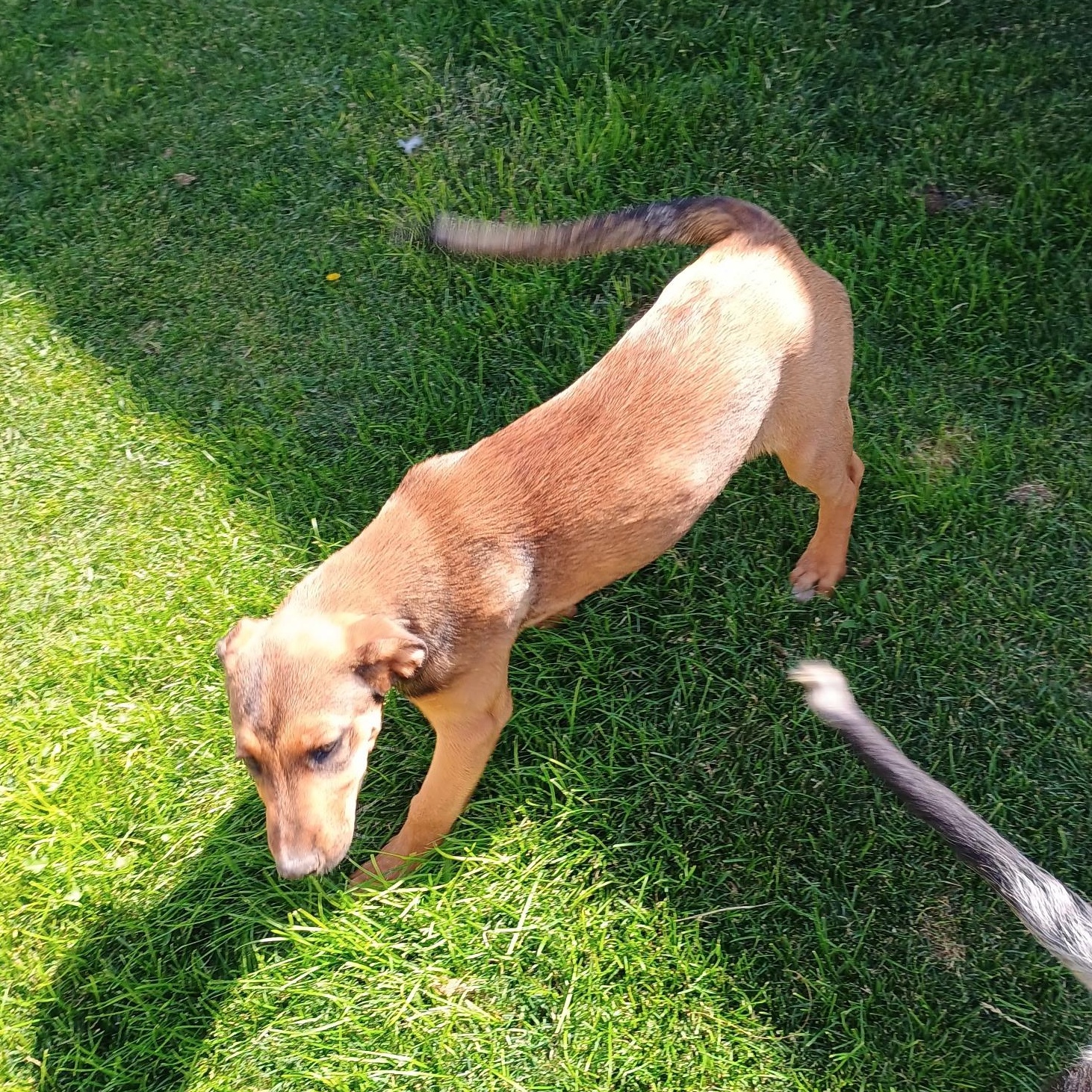 Enlarge Hattie, a Adoptable mixed breed in Washington, DC image 6/6