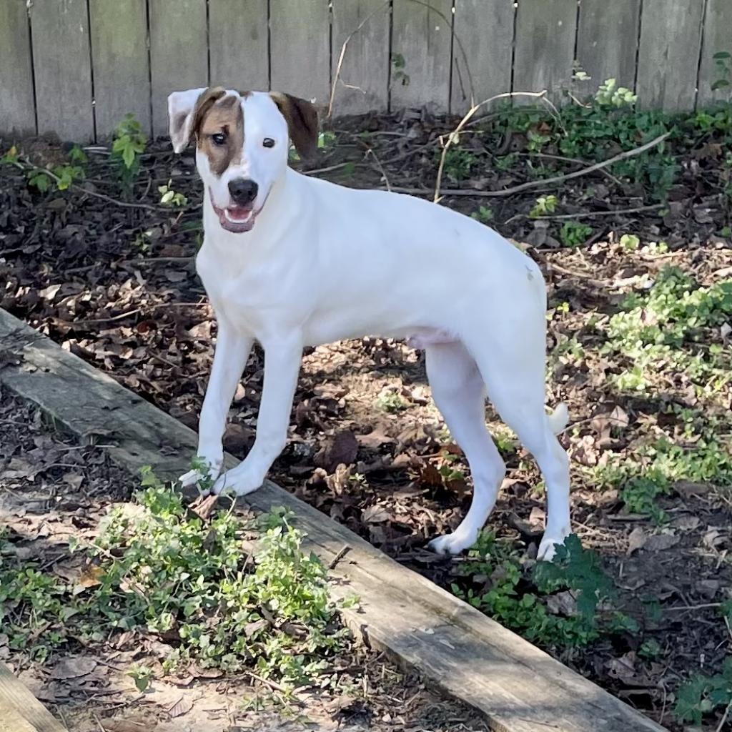 Enlarge Indiana Bones, a Adoptable mixed breed in Livingston, TX image 2/6