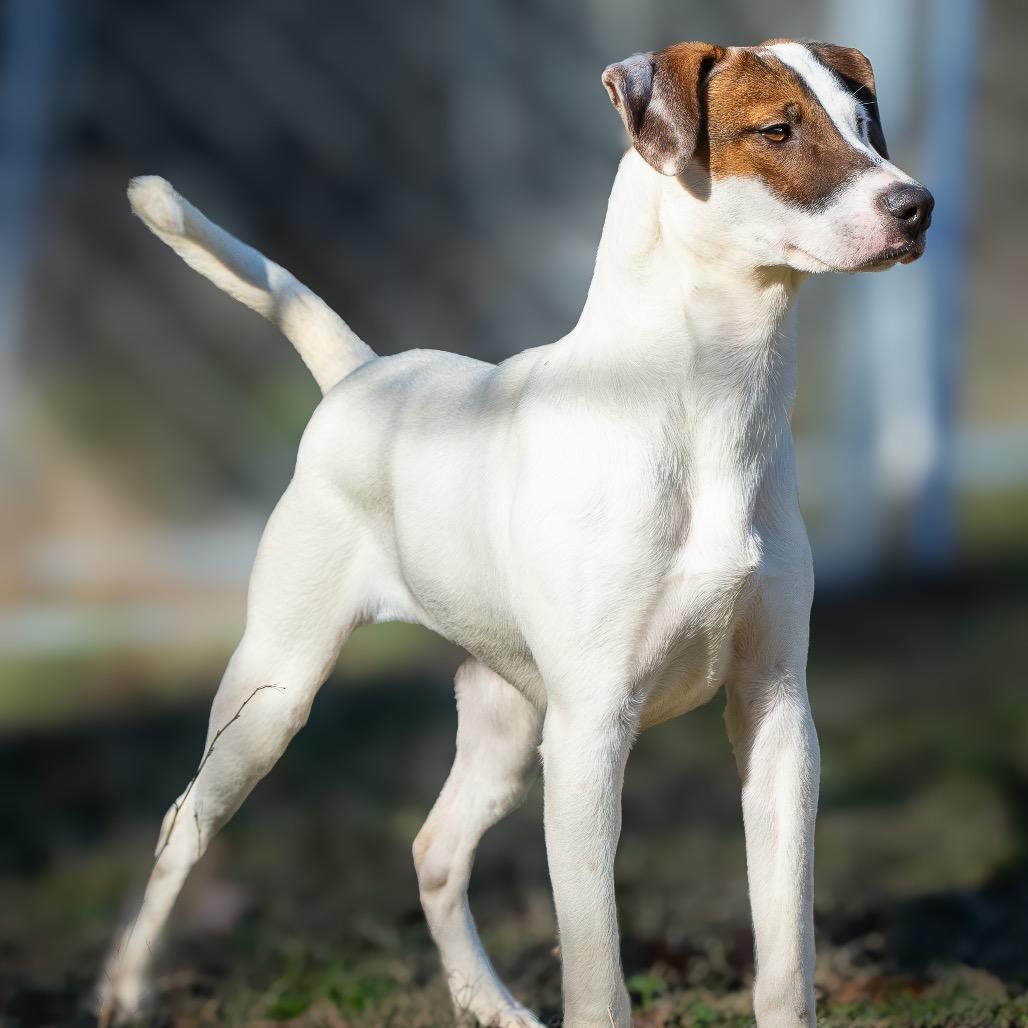 Enlarge Indiana Bones, a Adoptable mixed breed in Livingston, TX image 4/6