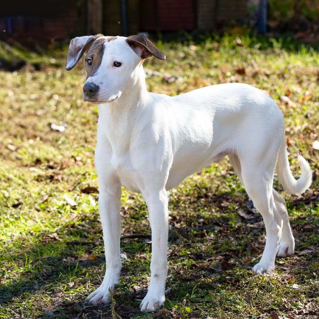 Enlarge Indiana Bones, a Adoptable mixed breed in Livingston, TX image 5/6