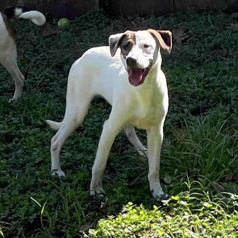Enlarge Indiana Bones, a Adoptable mixed breed in Livingston, TX image 6/6
