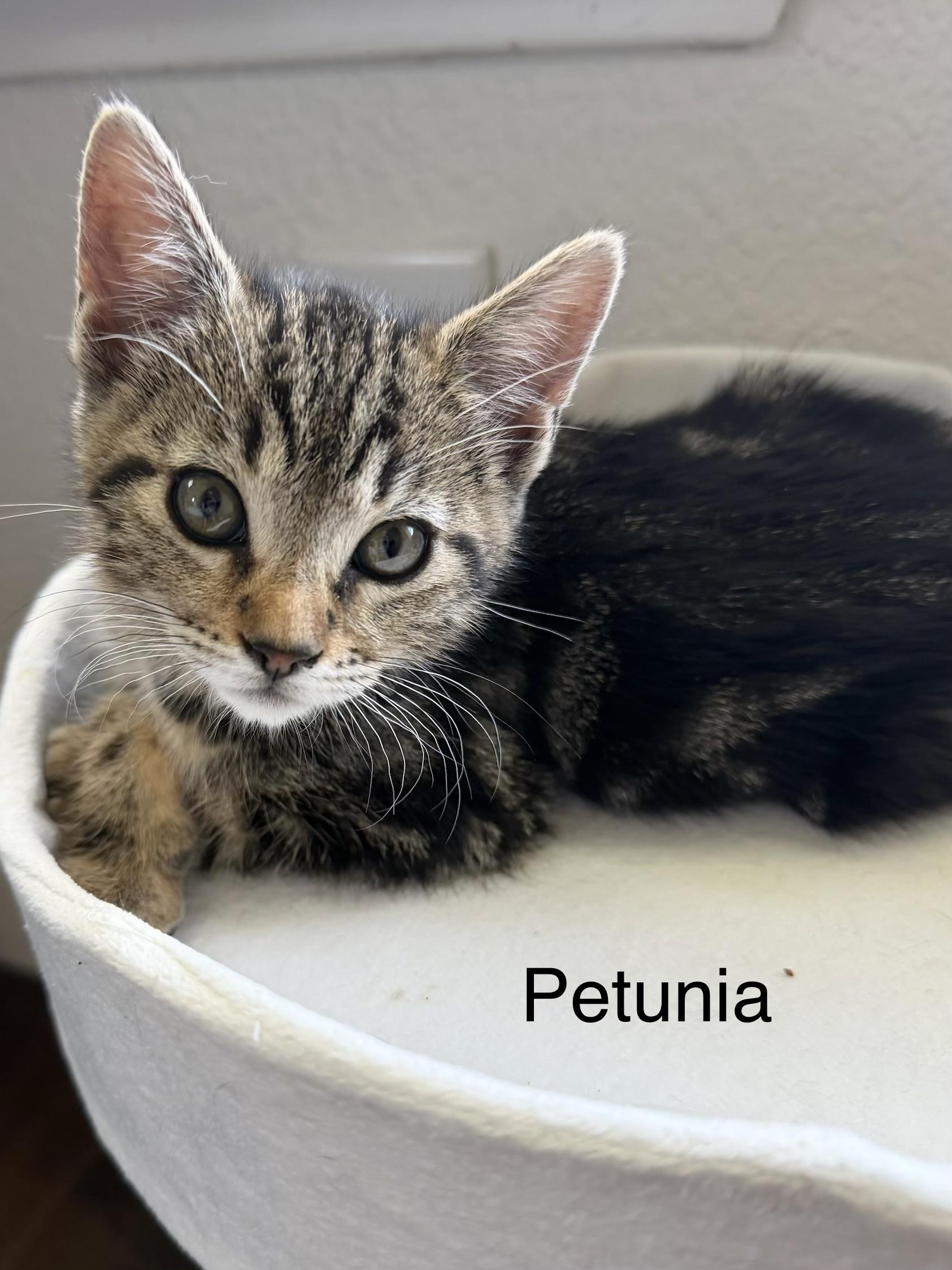 Petunia , adopted, Kitten Female Tabby.