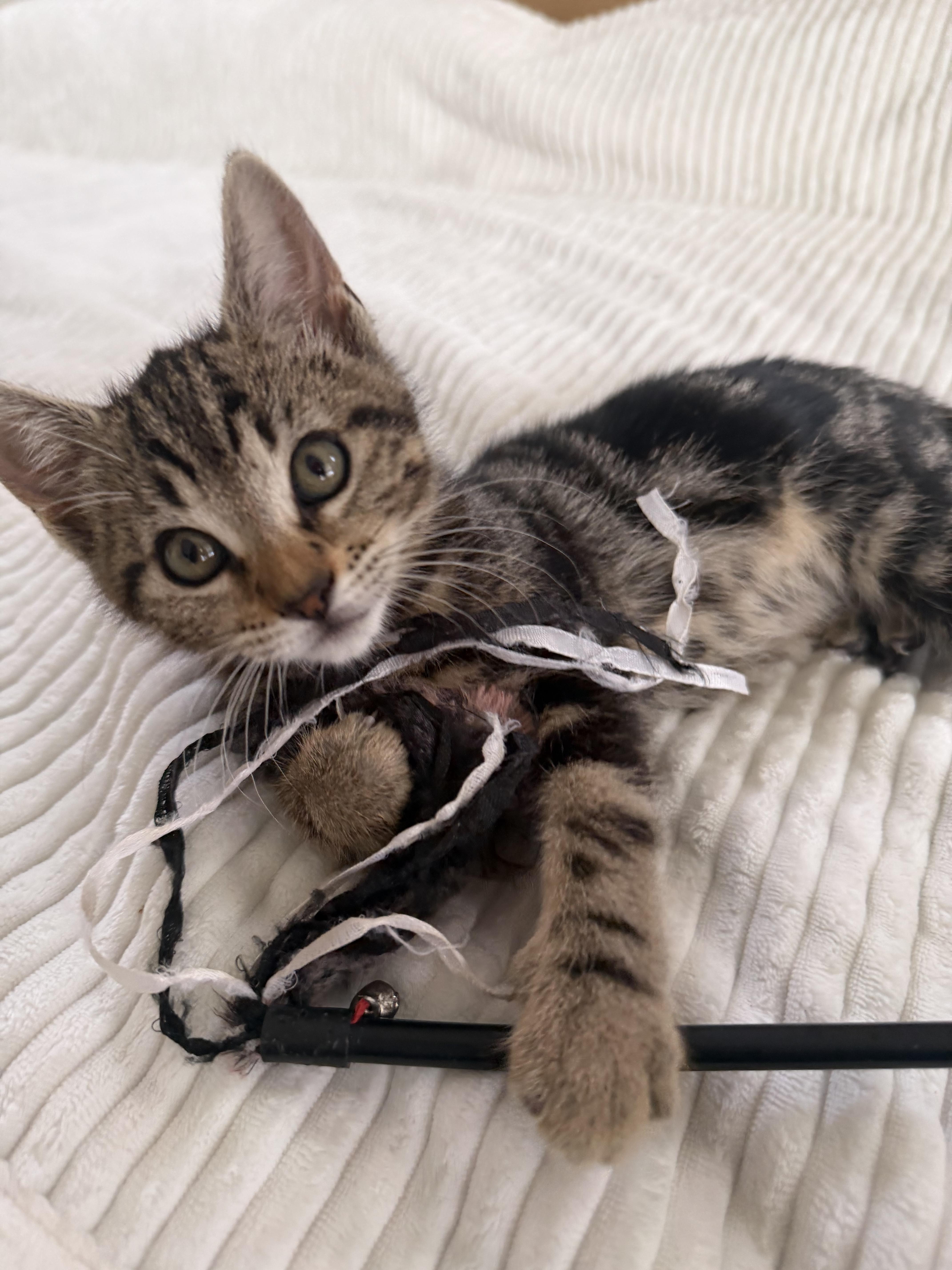 Enlarge Petunia , an adopted Tabby in Oakley, CA image 2/3