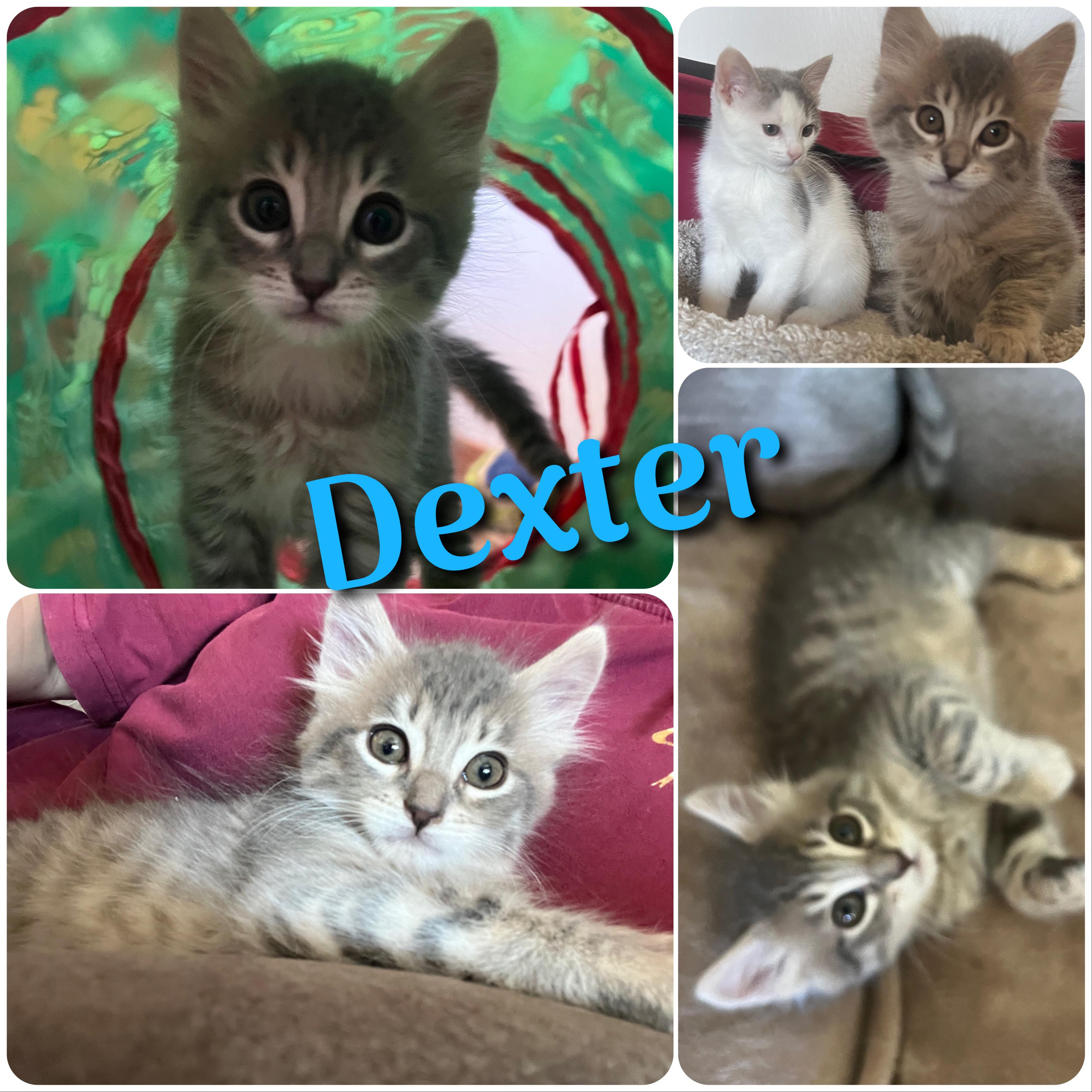 Dexter, adopted, Kitten Male Domestic Short Hair.