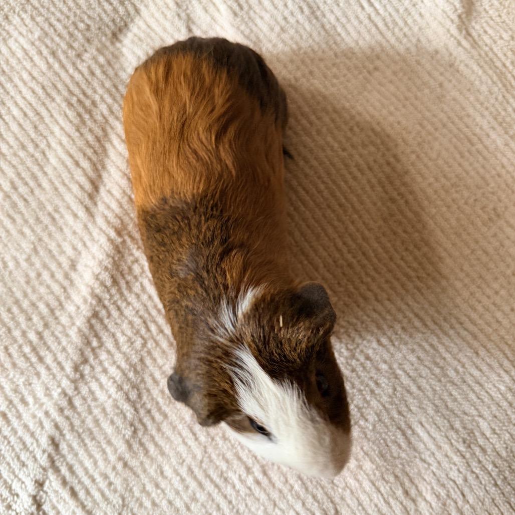Paddy (bonded with Eoin and Bran), Adoptable, Young Male Guinea Pig.