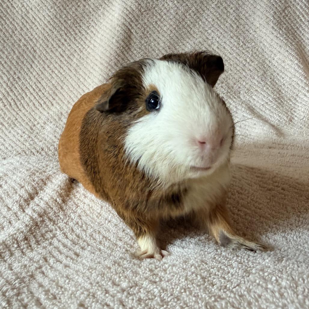 Enlarge Paddy (bonded with Eoin and Bran), a Adoptable Guinea Pig in Decatur, GA image 2/2