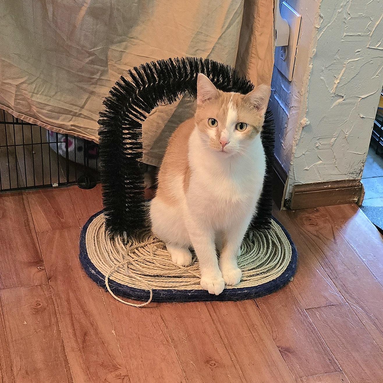 Enlarge Coco, a Adoptable Domestic Short Hair in Big Lake, MN image 4/5