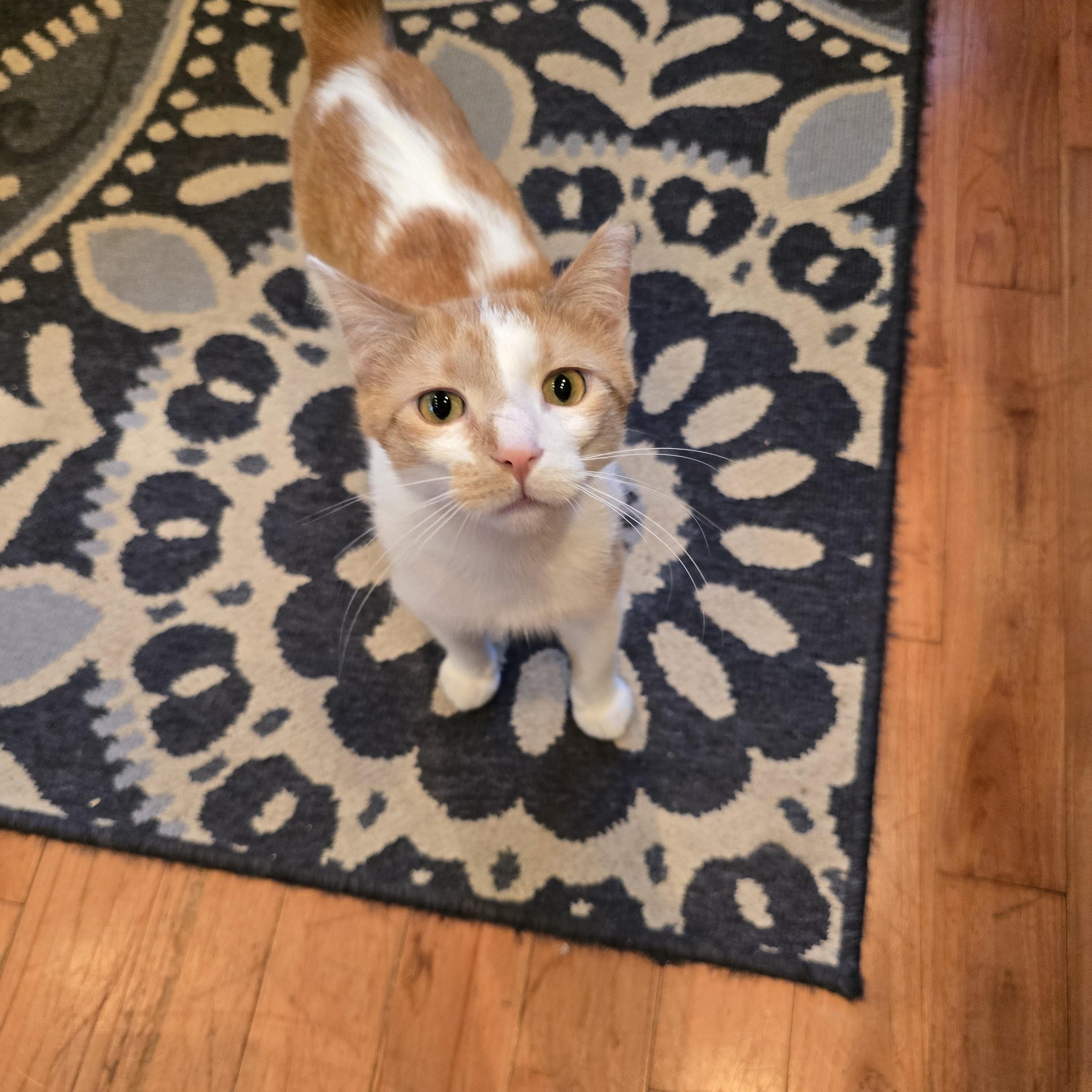 Enlarge Coco, a Adoptable Domestic Short Hair in Big Lake, MN image 3/5