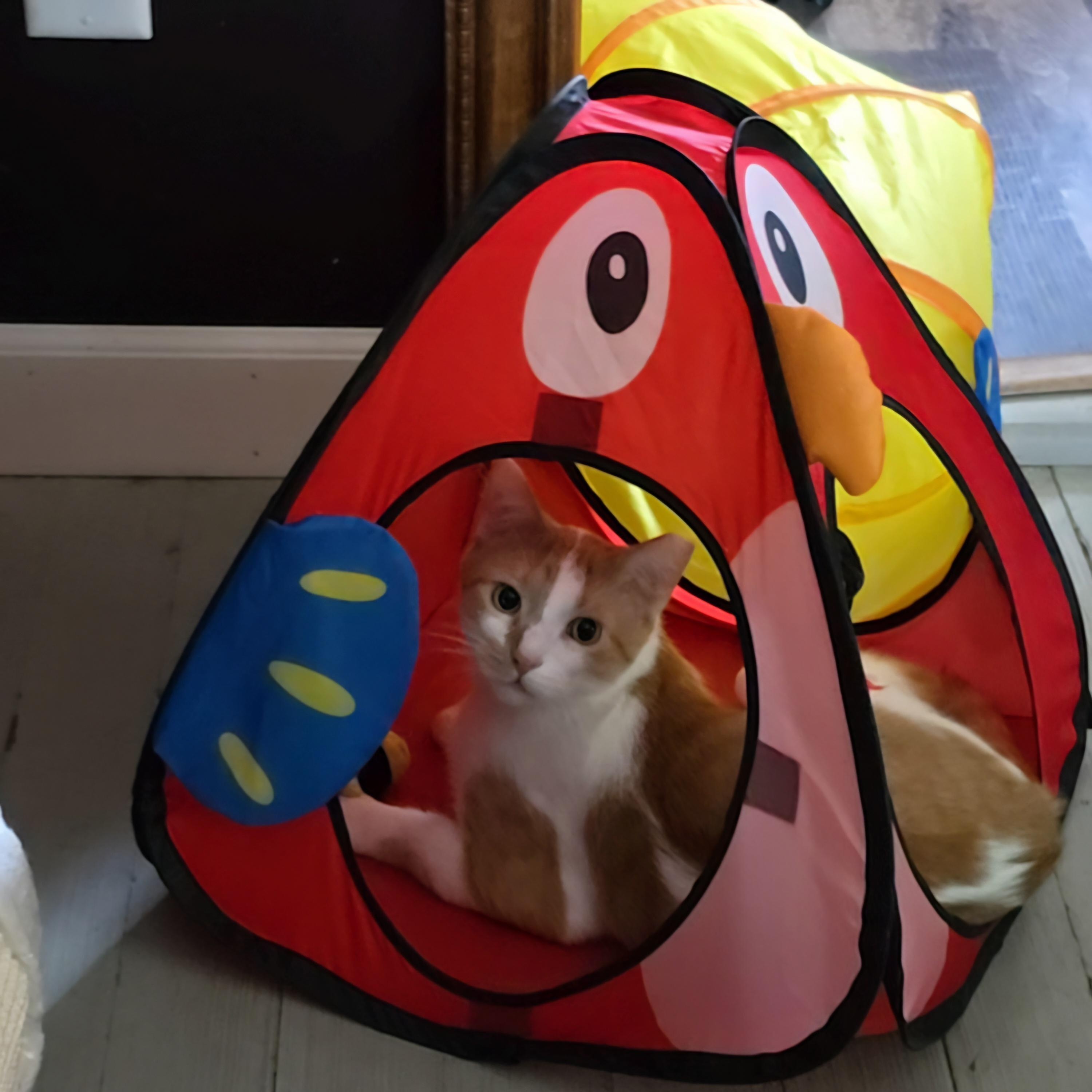 Enlarge Coco, a Adoptable Domestic Short Hair in Big Lake, MN image 2/5