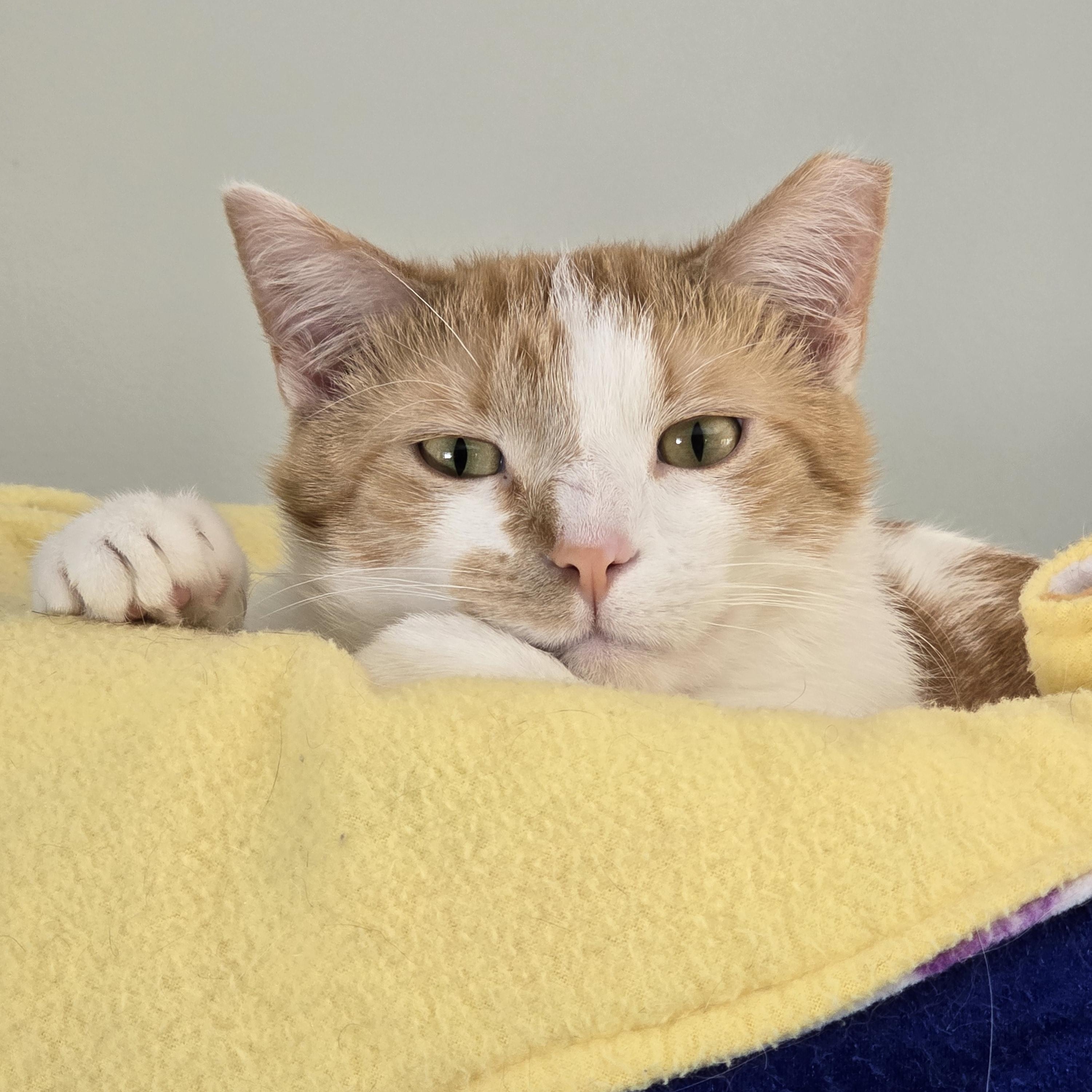Enlarge Coco, a Adoptable Domestic Short Hair in Big Lake, MN image 1/5