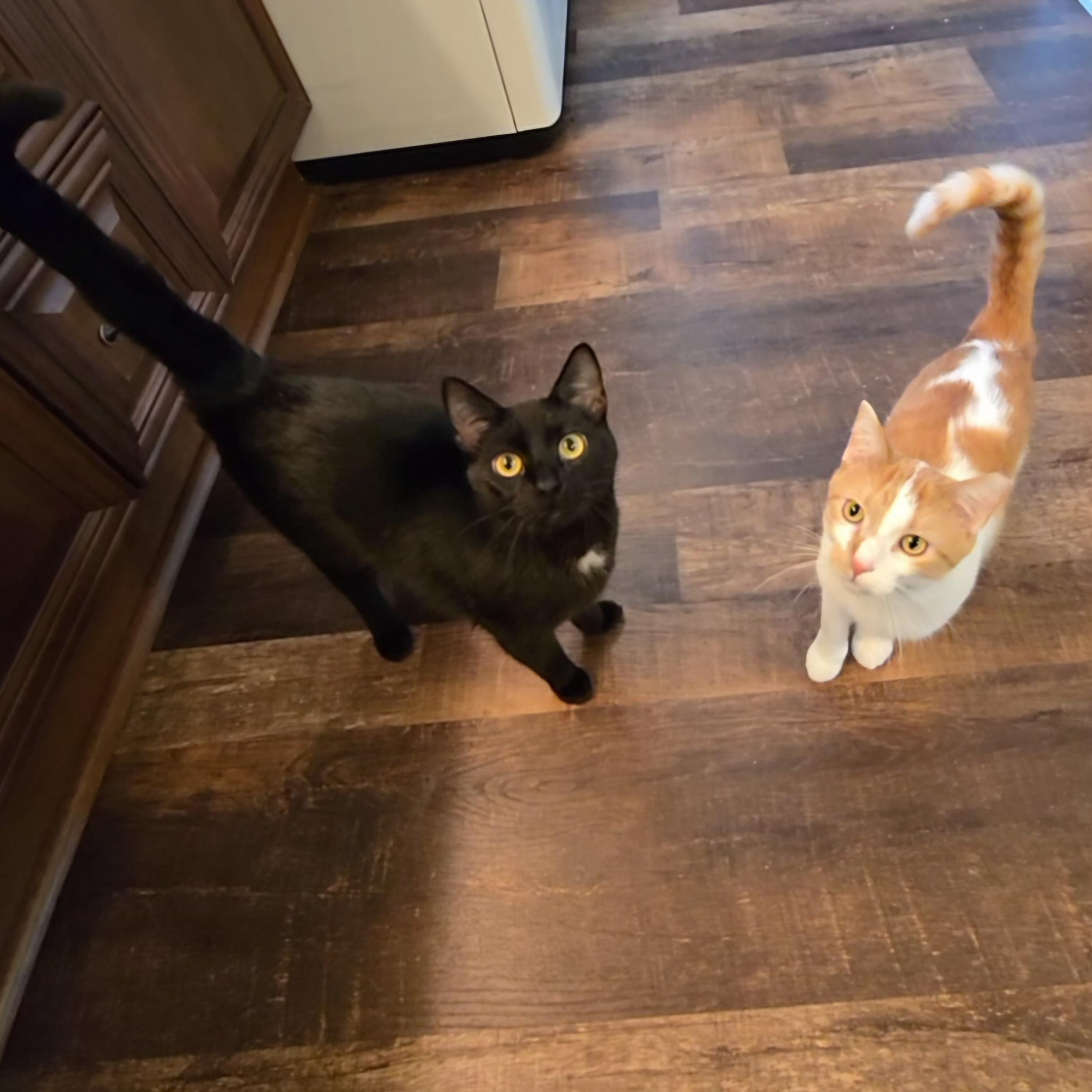 Enlarge Coco, a Adoptable Domestic Short Hair in Big Lake, MN image 5/5