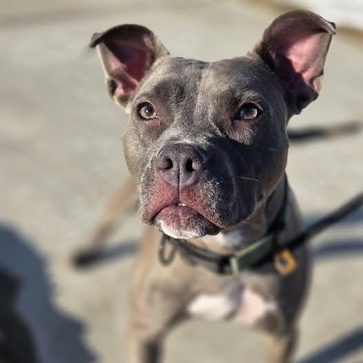 26-00075 MILO, ADOPTABLE, Adult Male Pit Bull Terrier.