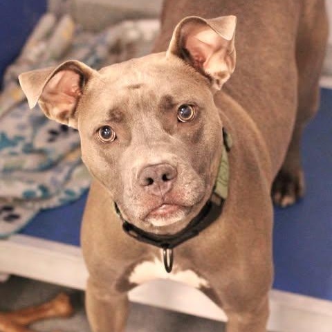 Enlarge 26-00075 MILO, a ADOPTABLE Pit Bull Terrier in Fredericksburg, VA image 2/2