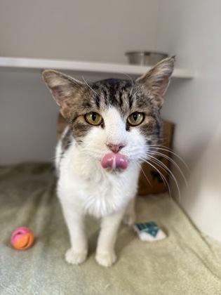 George, Adoptable, Adult Male Domestic Short Hair & Domestic Short Hair.