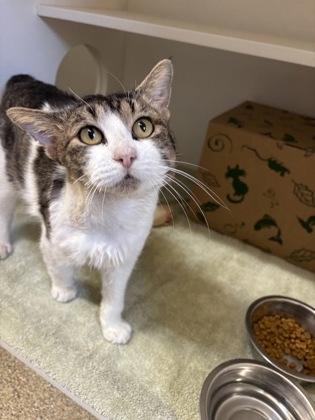 George, a Adoptable mixed breed in Harbor Springs, MI image 1/2