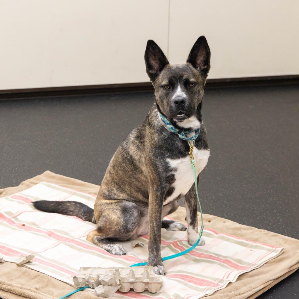 Taffy, Adoptable, Adult Female Akita.