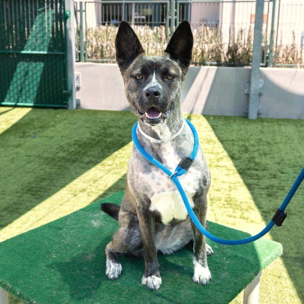 Enlarge Taffy, a Adoptable Akita in Pasadena, CA image 1/1