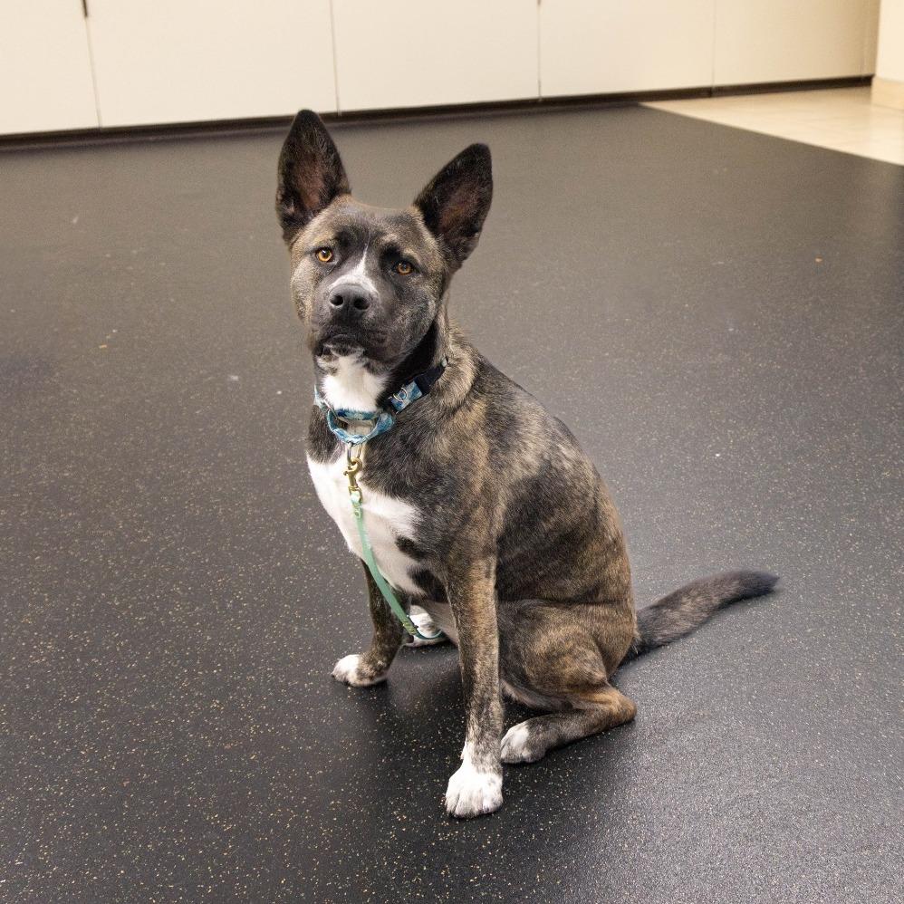 Taffy, a Adoptable Akita in Pasadena, CA image 3/3