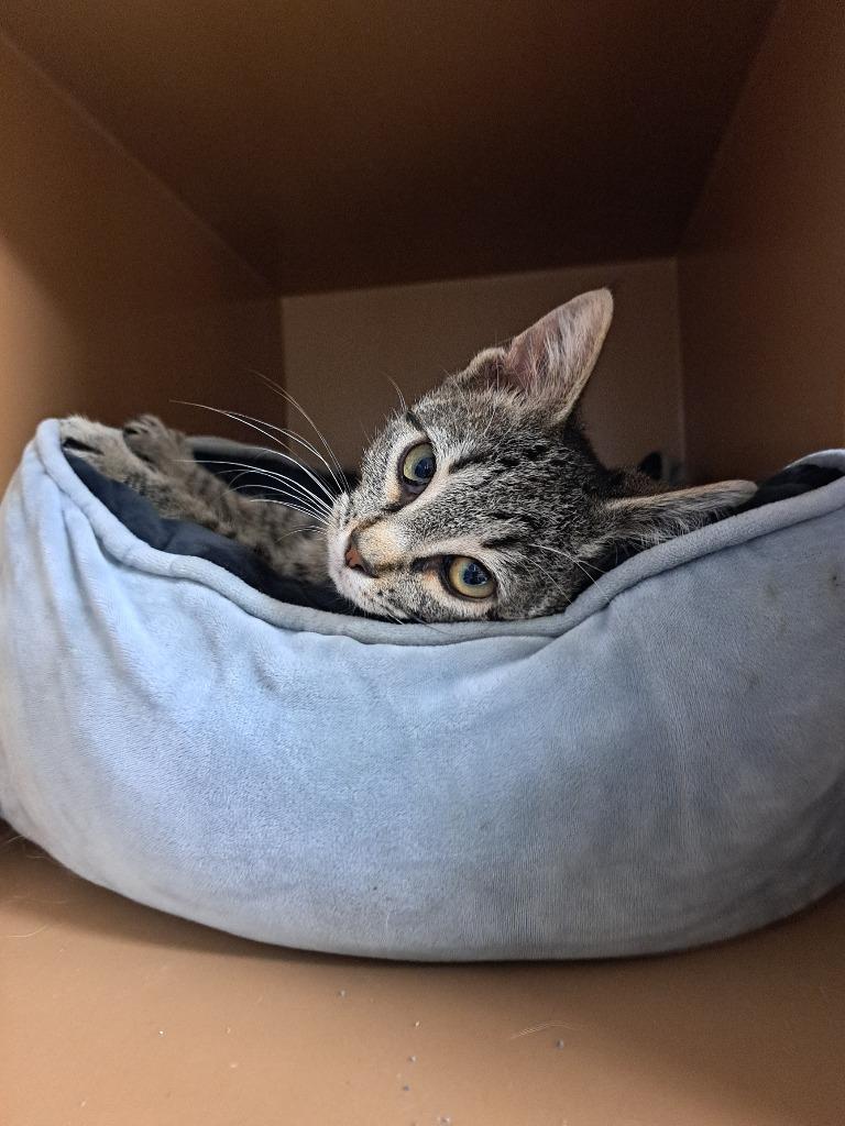 Enlarge Hawk Eye, a Adoptable mixed breed in Fayetteville, TN image 1/1