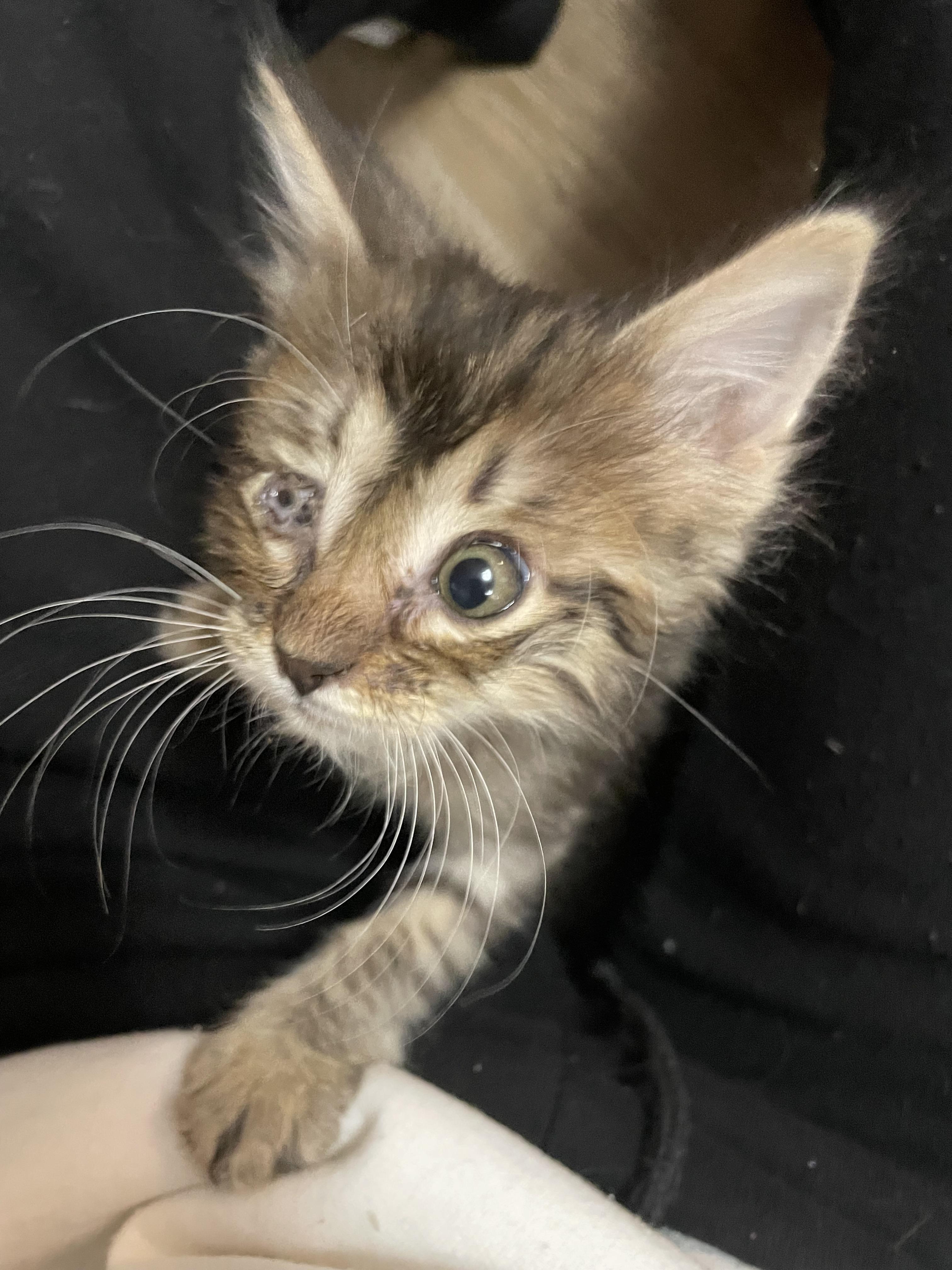 Audi, Adoptable, Kitten Male American Shorthair.