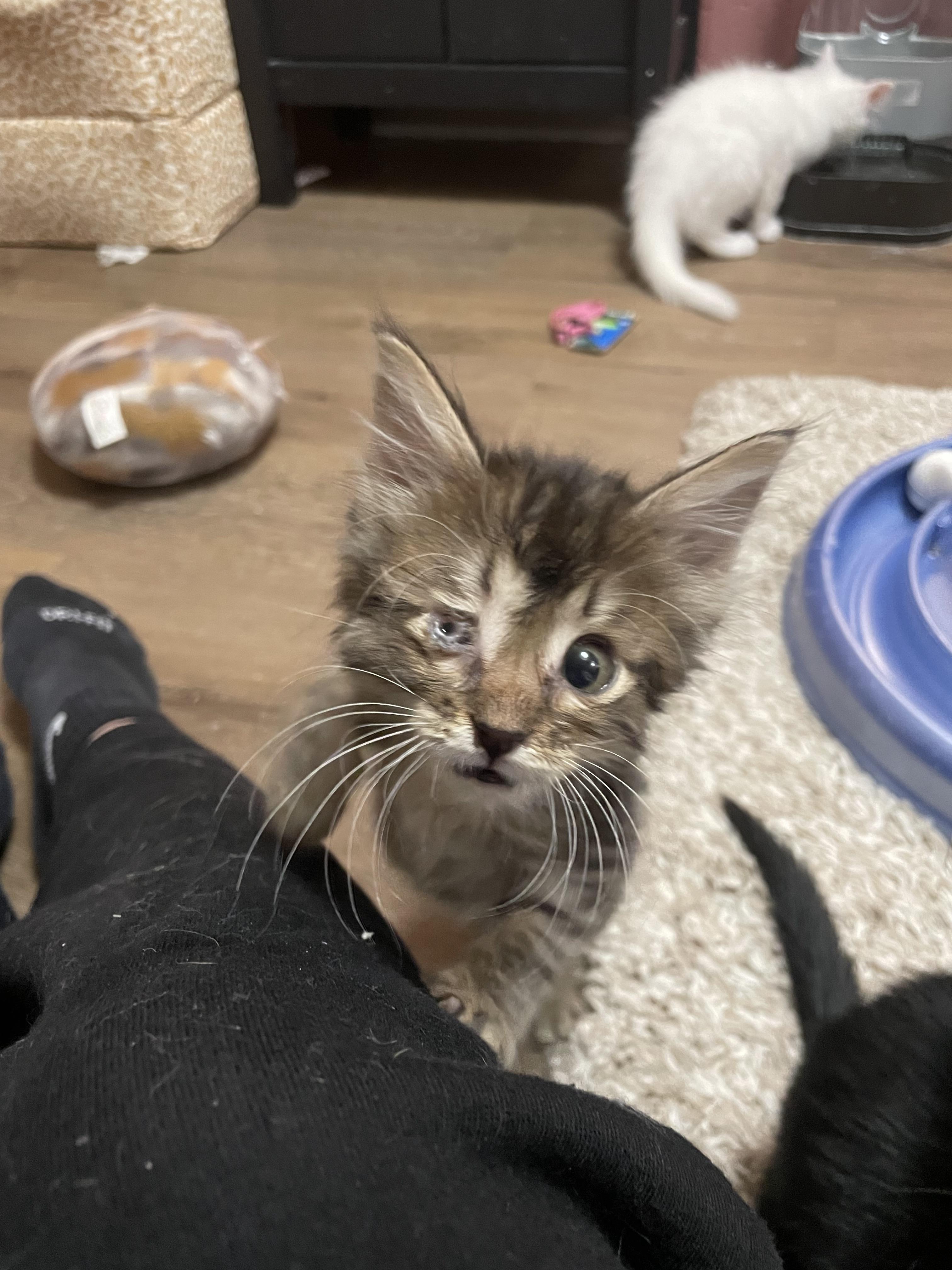 Enlarge Audi, a Adoptable mixed breed in Ellington, MO image 2/3
