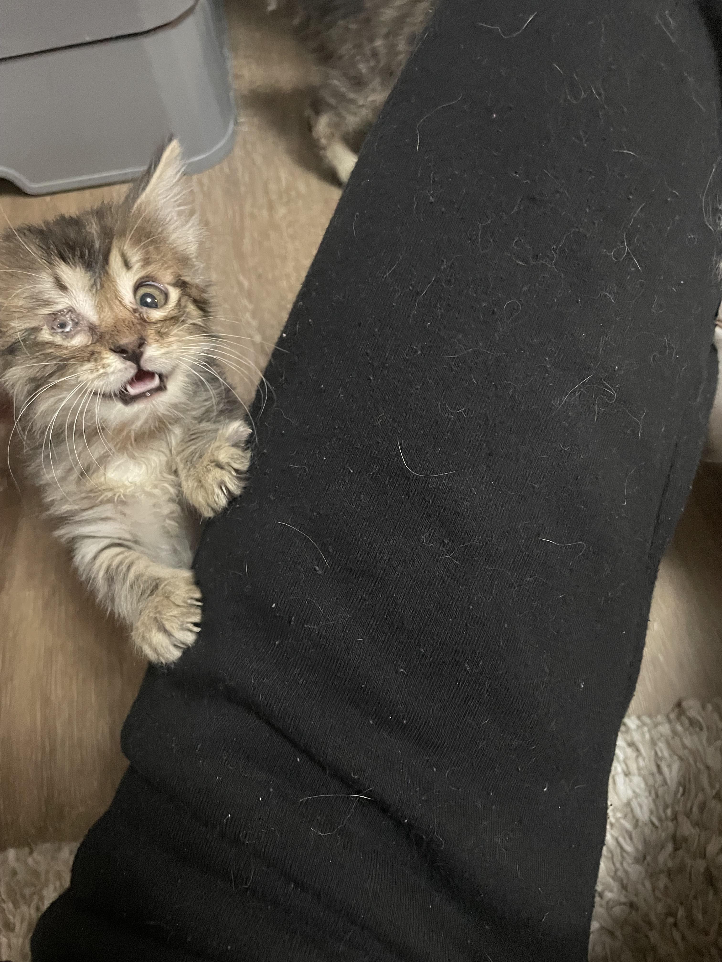 Enlarge Audi, a Adoptable mixed breed in Ellington, MO image 3/3