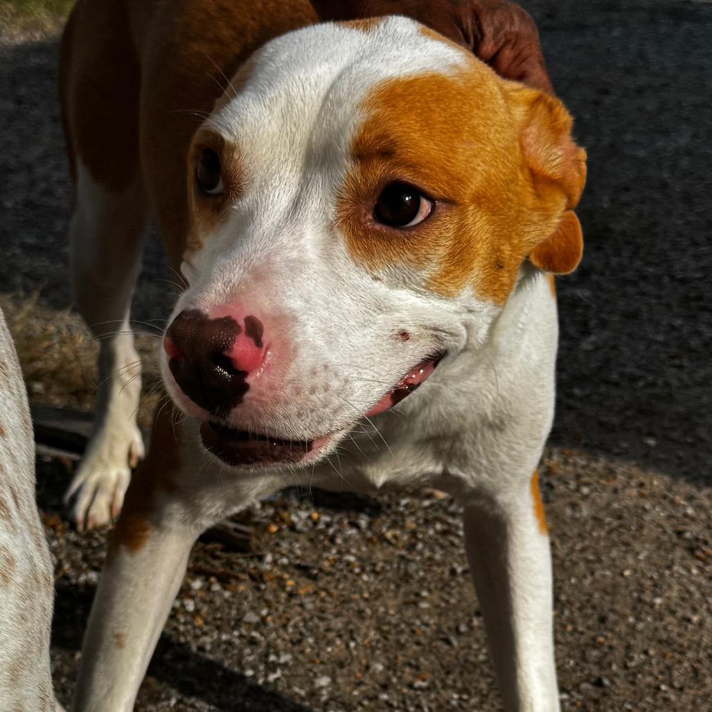 Enlarge Taylor, a Adoptable American Staffordshire Terrier in Clarksdale, MS image 1/5
