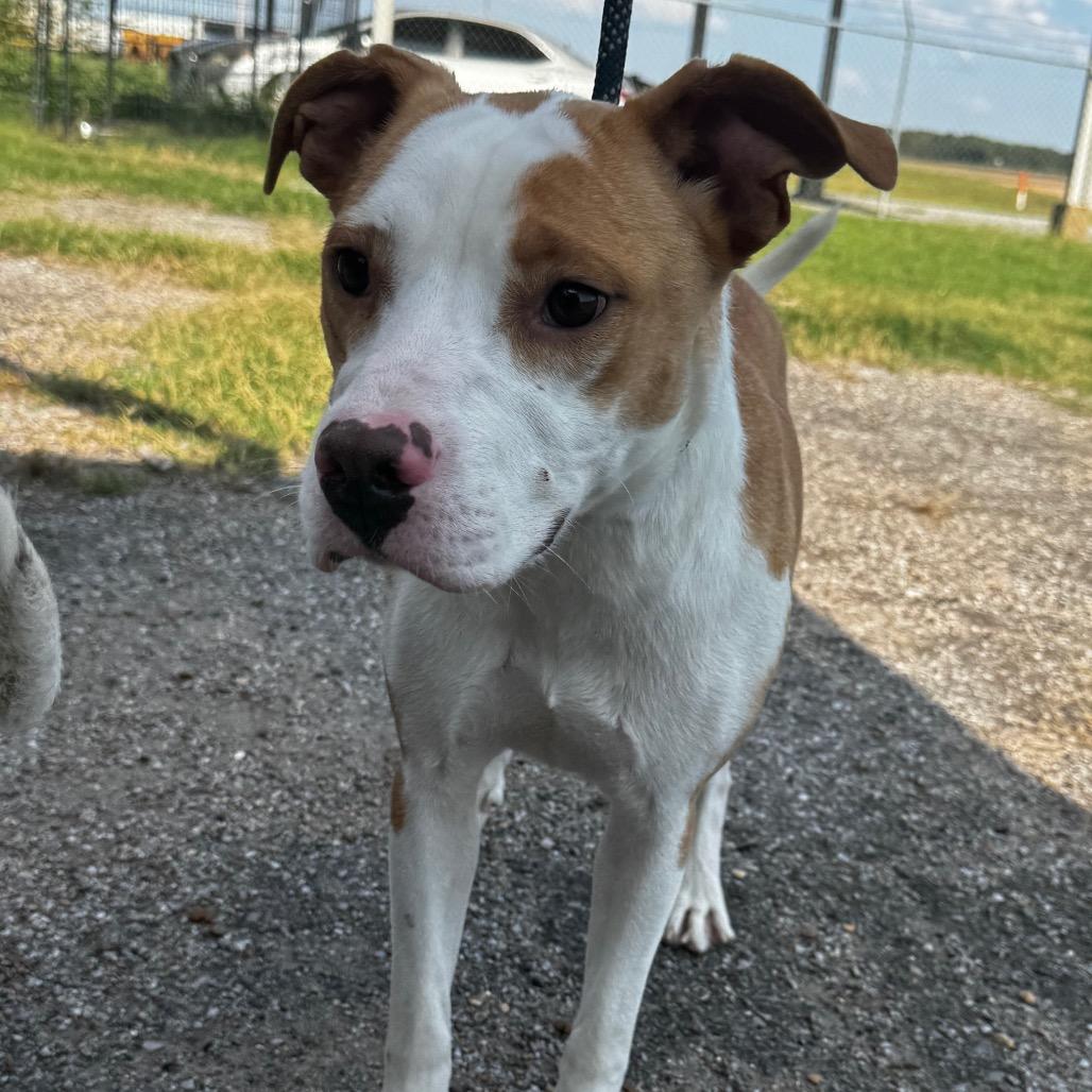 Enlarge Taylor, a Adoptable American Staffordshire Terrier in Clarksdale, MS image 2/5