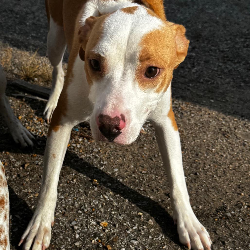 Enlarge Taylor, a Adoptable American Staffordshire Terrier in Clarksdale, MS image 3/5