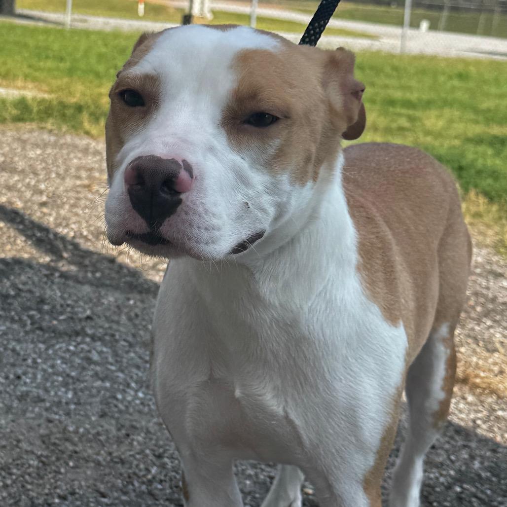 Enlarge Taylor, a Adoptable American Staffordshire Terrier in Clarksdale, MS image 4/5