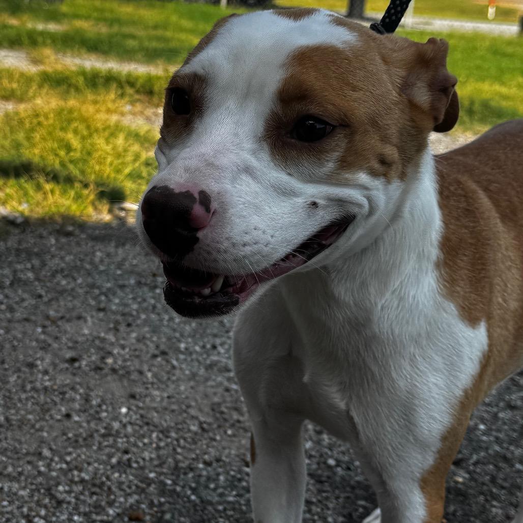 Enlarge Taylor, a Adoptable American Staffordshire Terrier in Clarksdale, MS image 5/5