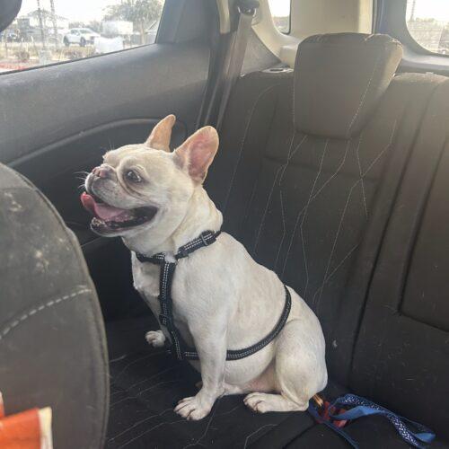 Enlarge Chantel, a Adoptable French Bulldog in Austin, TX image 1/5