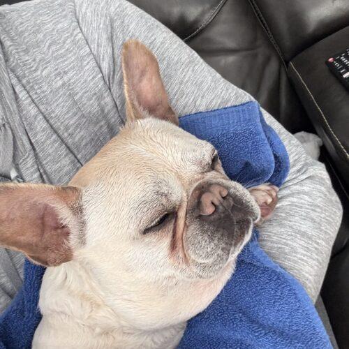 Enlarge Chantel, a Adoptable French Bulldog in Austin, TX image 2/5