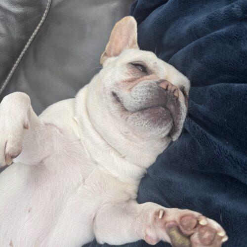 Enlarge Chantel, a Adoptable French Bulldog in Austin, TX image 3/5