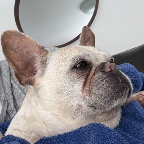 Enlarge Chantel, a Adoptable French Bulldog in Austin, TX image 4/5