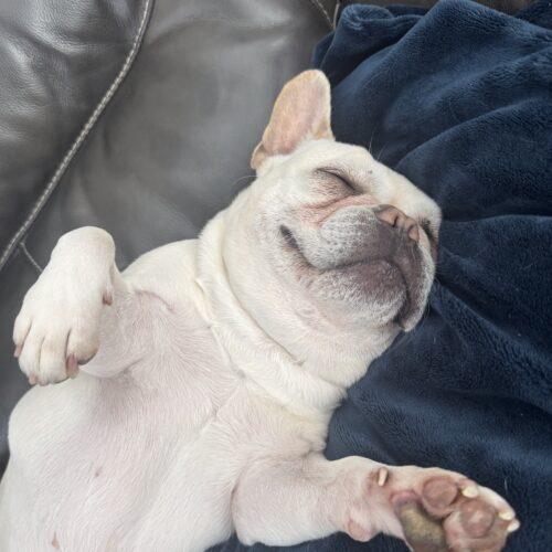 Enlarge Chantel, a Adoptable French Bulldog in Austin, TX image 5/5