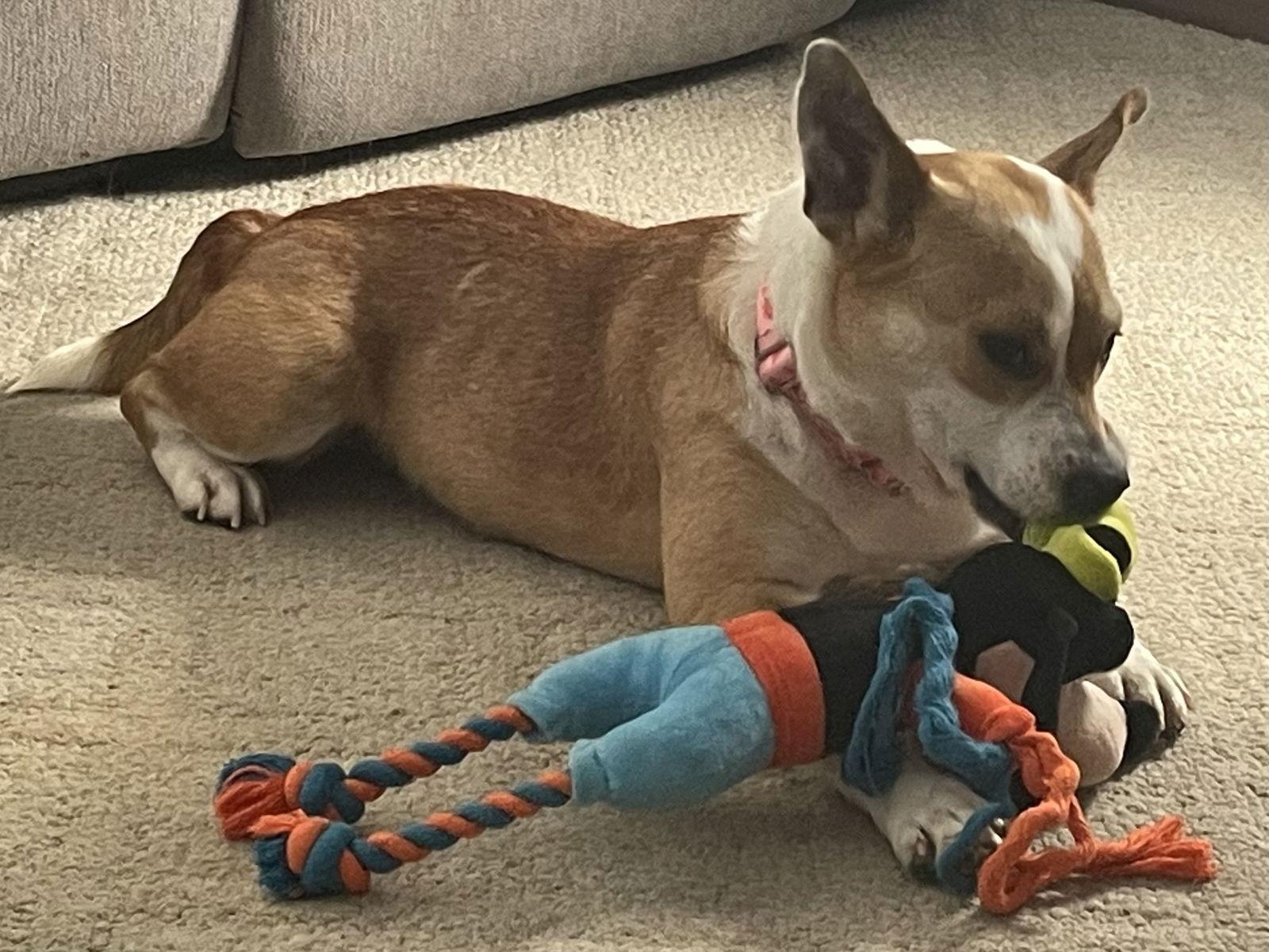 Pearl, Adopted, Adult Female Corgi.