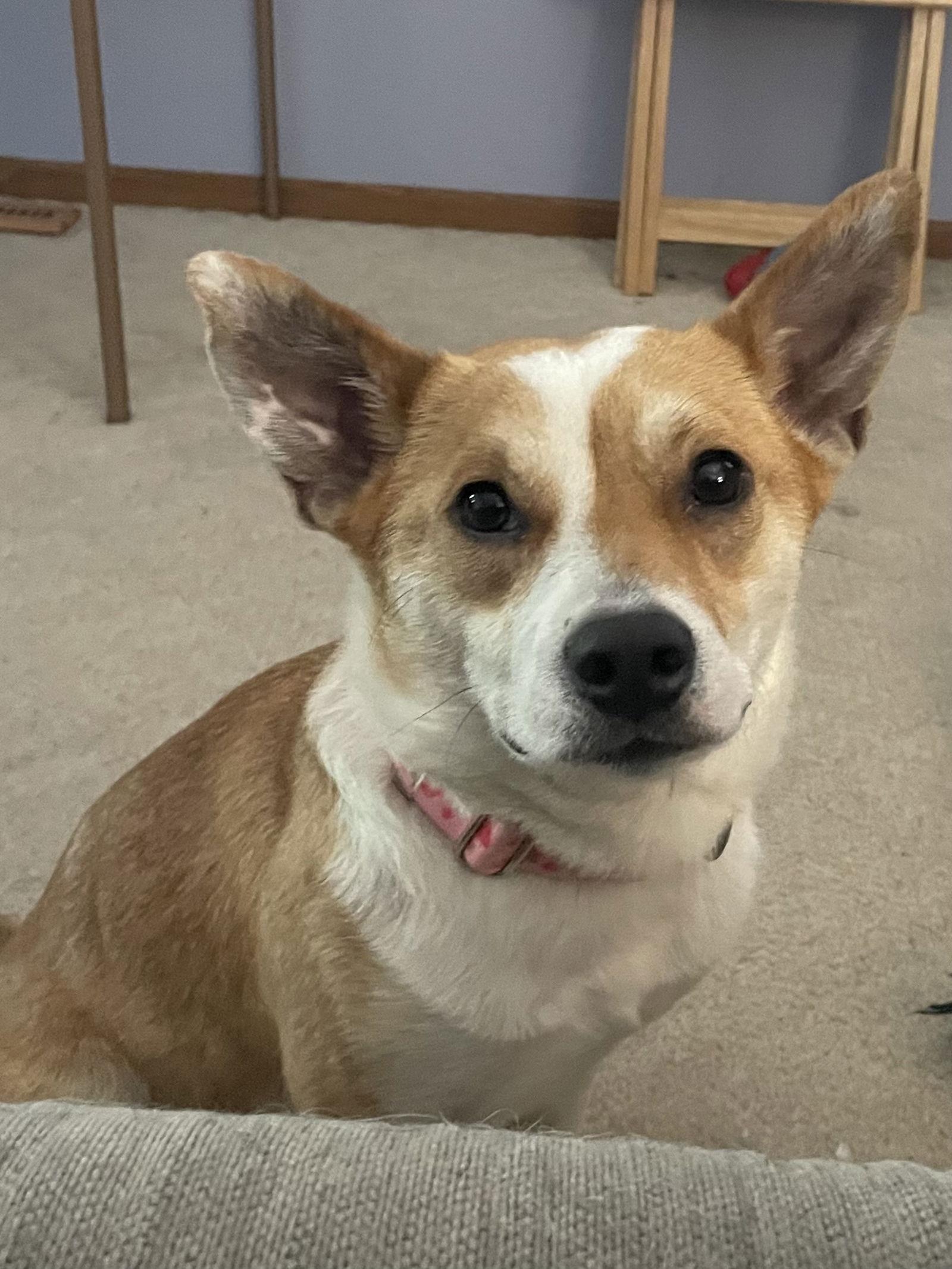Enlarge Pearl, a Adopted Corgi in Brooklyn Center, MN image 2/3